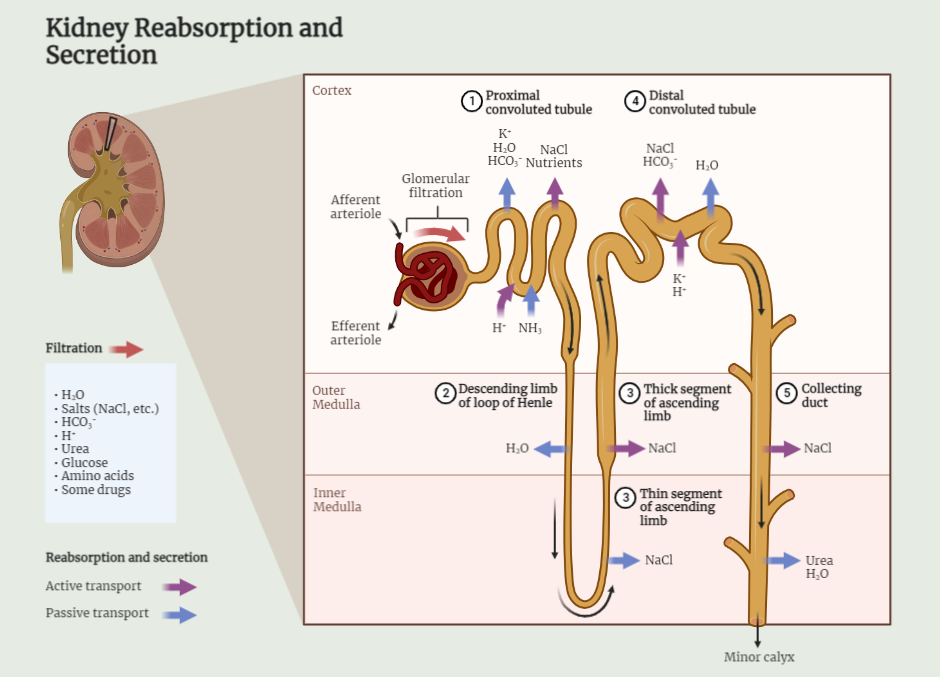 Mechanism of Urine Formation by the Kidney