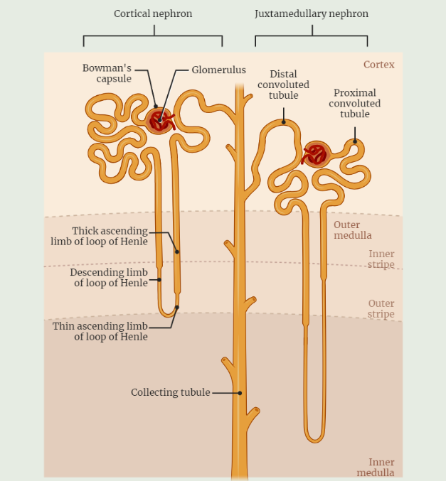 Nephron – The Functional Unit of the Kidney