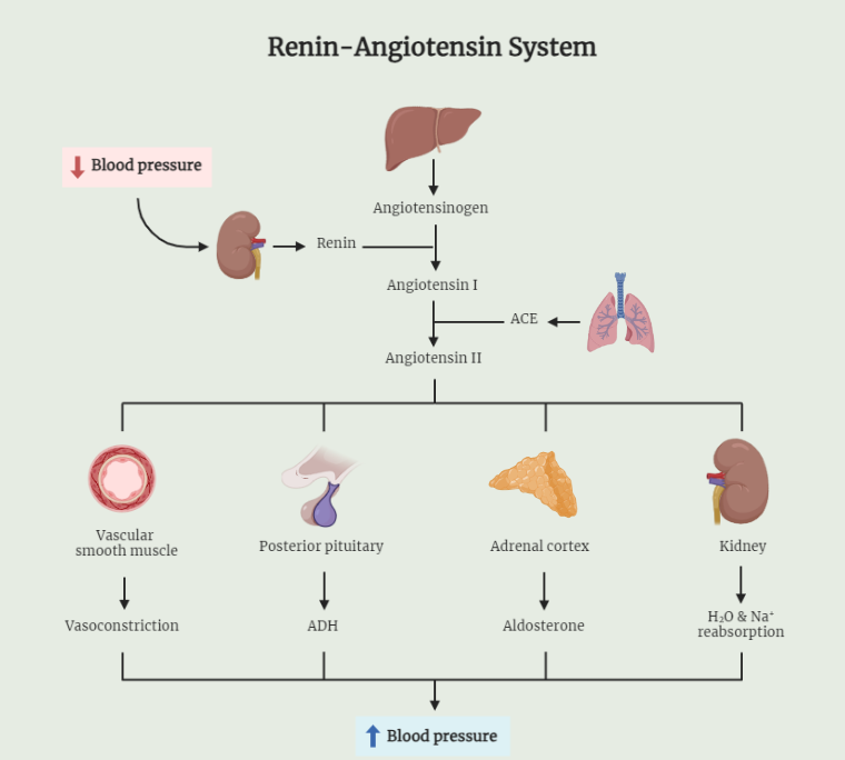 Renin-Angiotensin System (RAS)