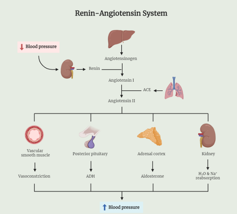 Renin-Angiotensin System