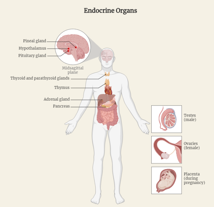 Endocrine Organs of the Human Body