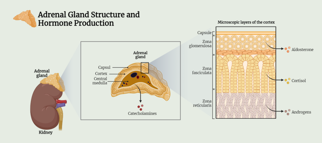 Adrenal gland