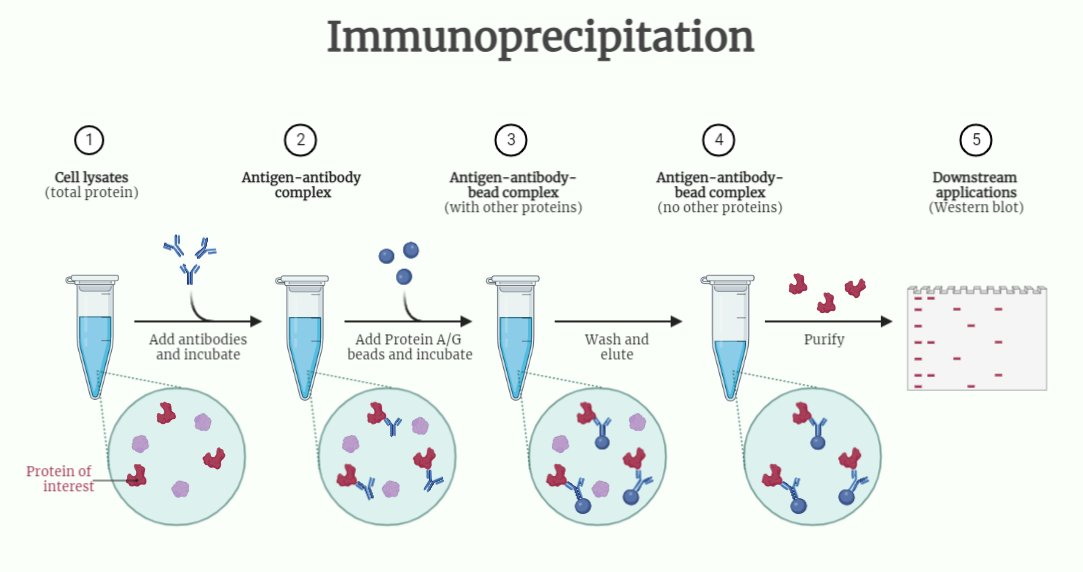 Immunoprecipitation