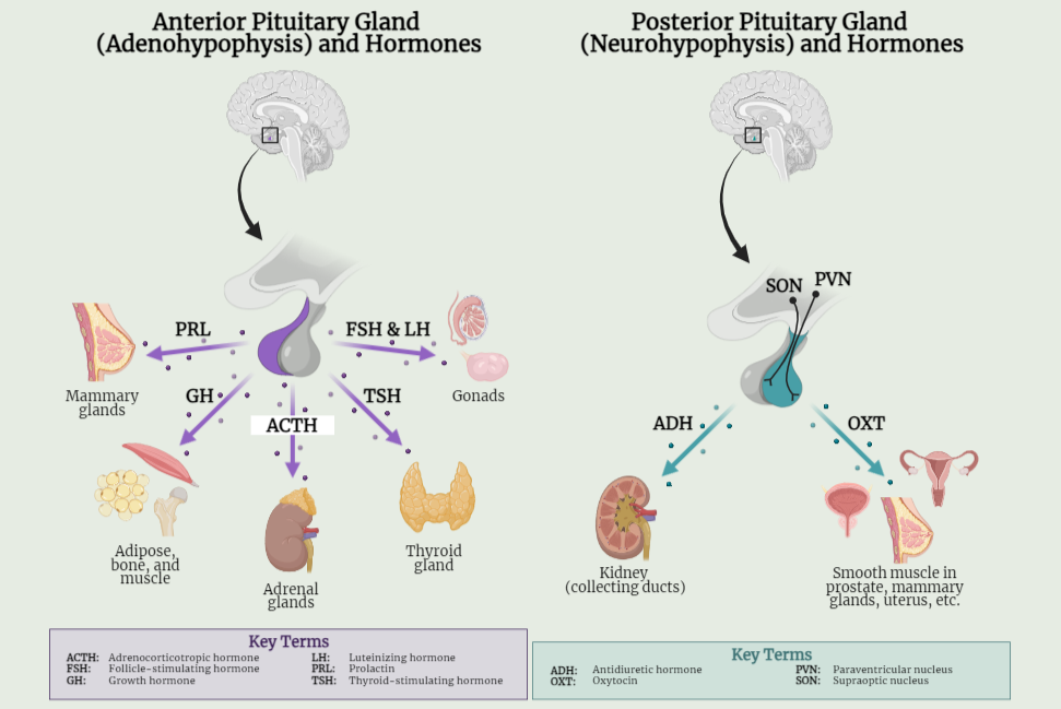 The Pituitary Gland