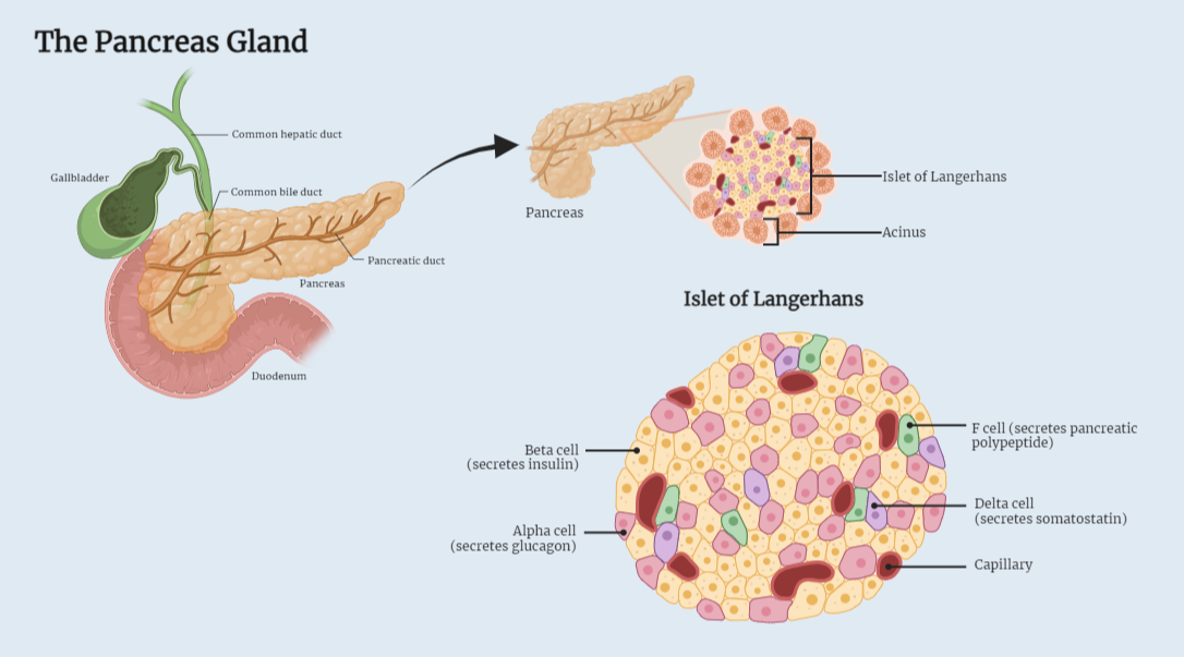 The pancreas gland