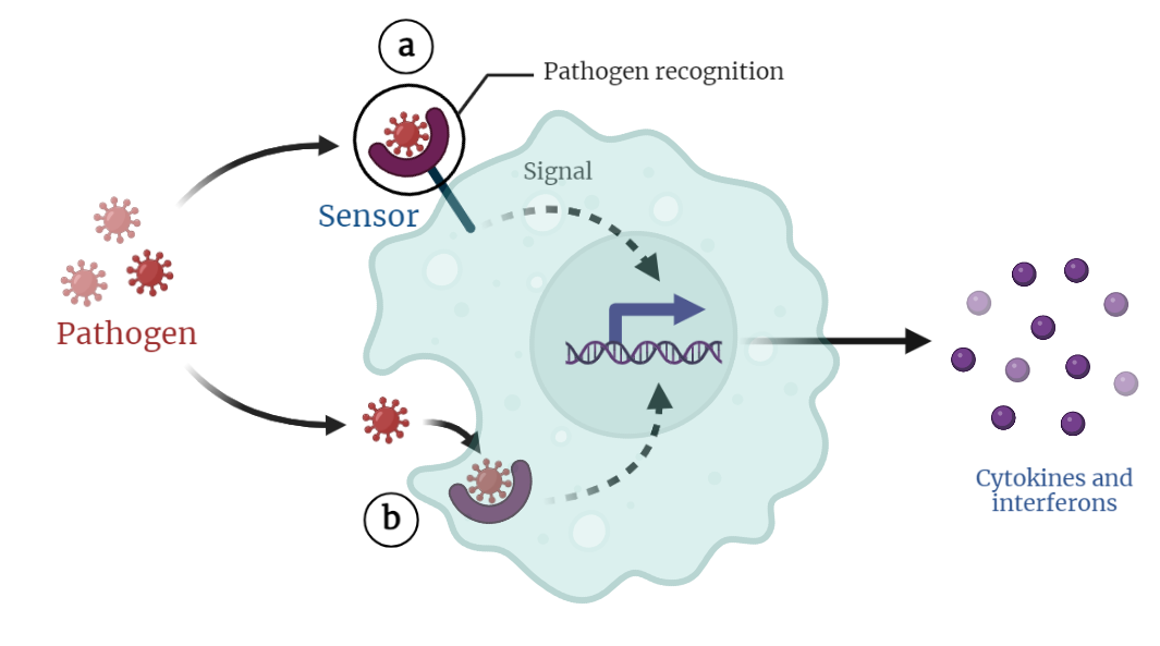 Pathogen Recognition and Innate Immunity