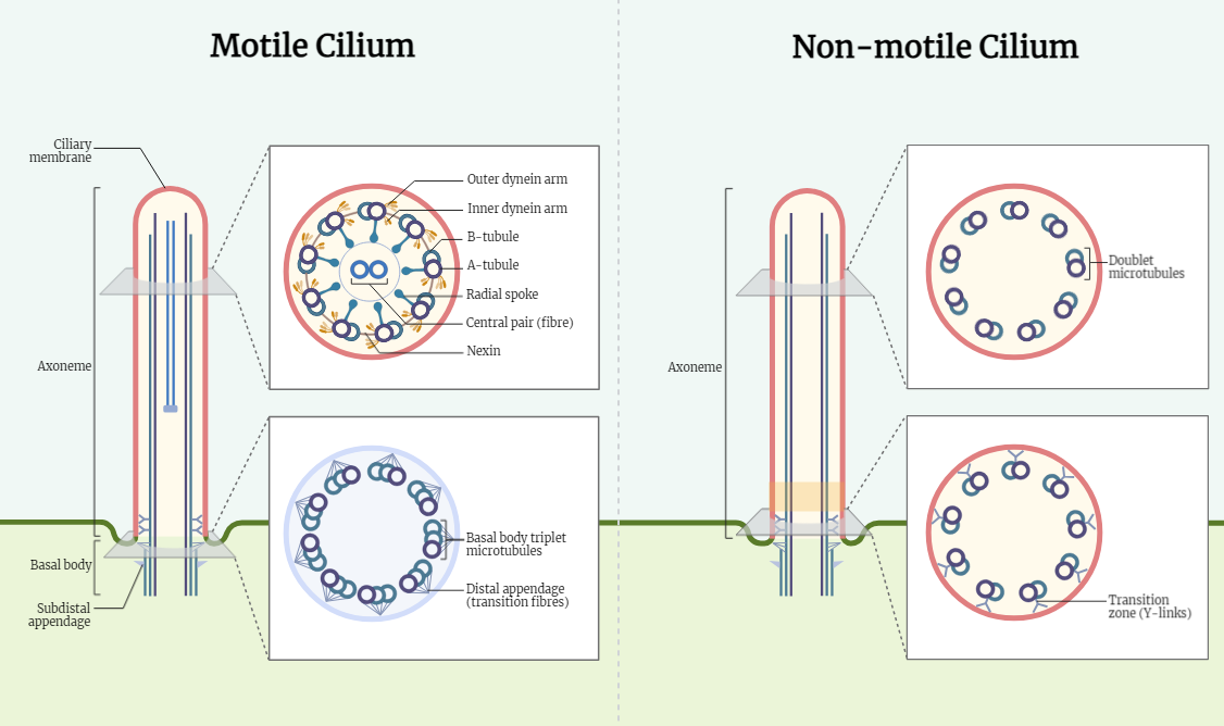 Structure of cilia