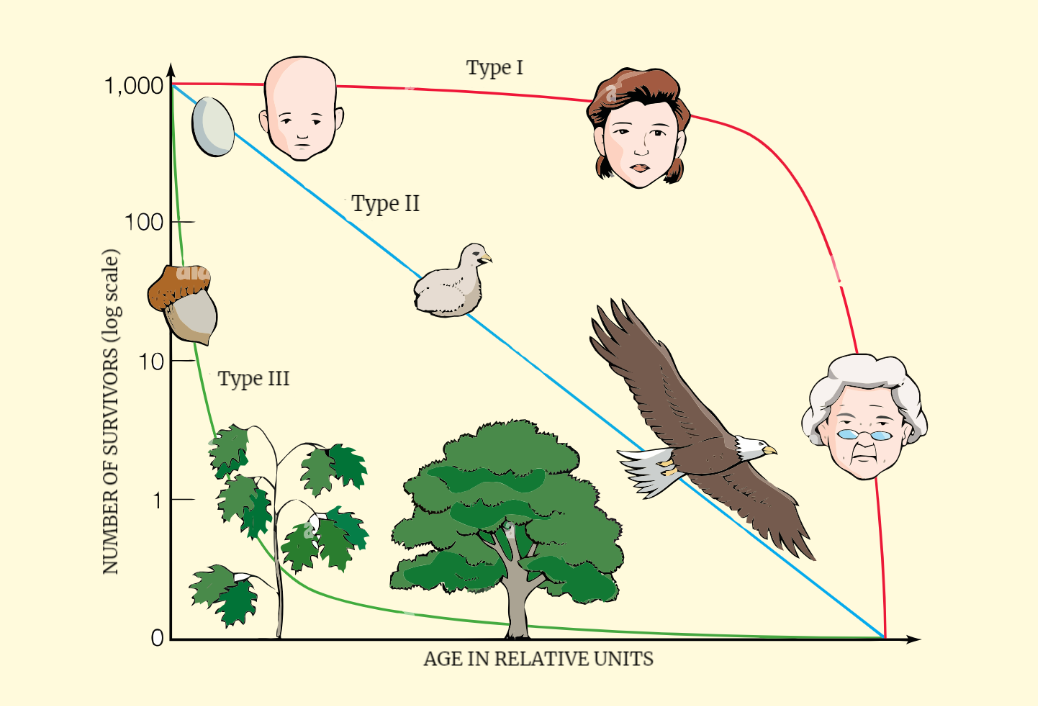 survivorship-curves-rethink-biology-notes-ecology