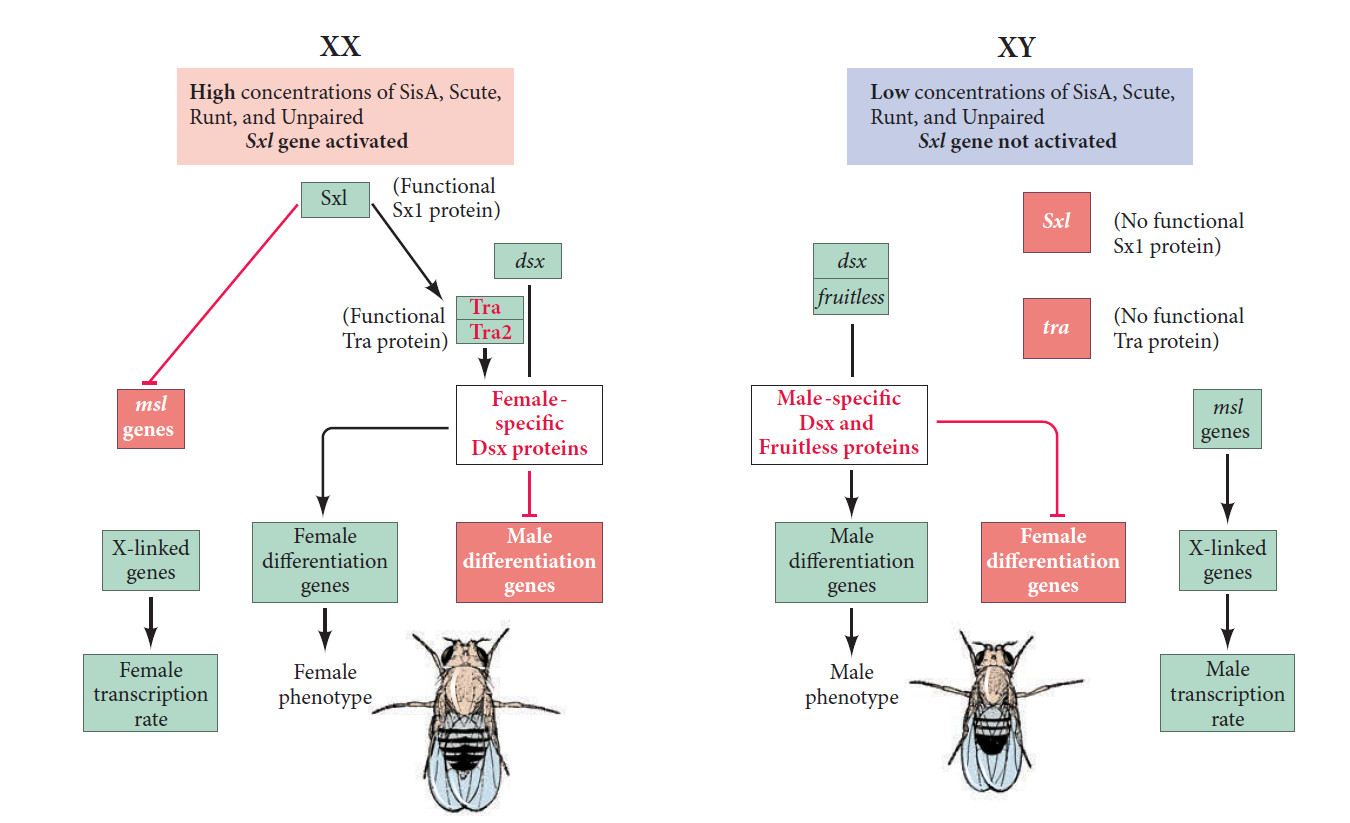 Chromosomal Sex Determination in Drosophila