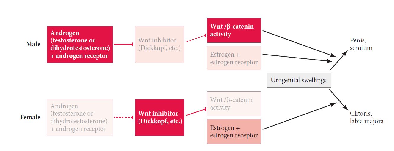 Secondary Sex Determination in Mammals