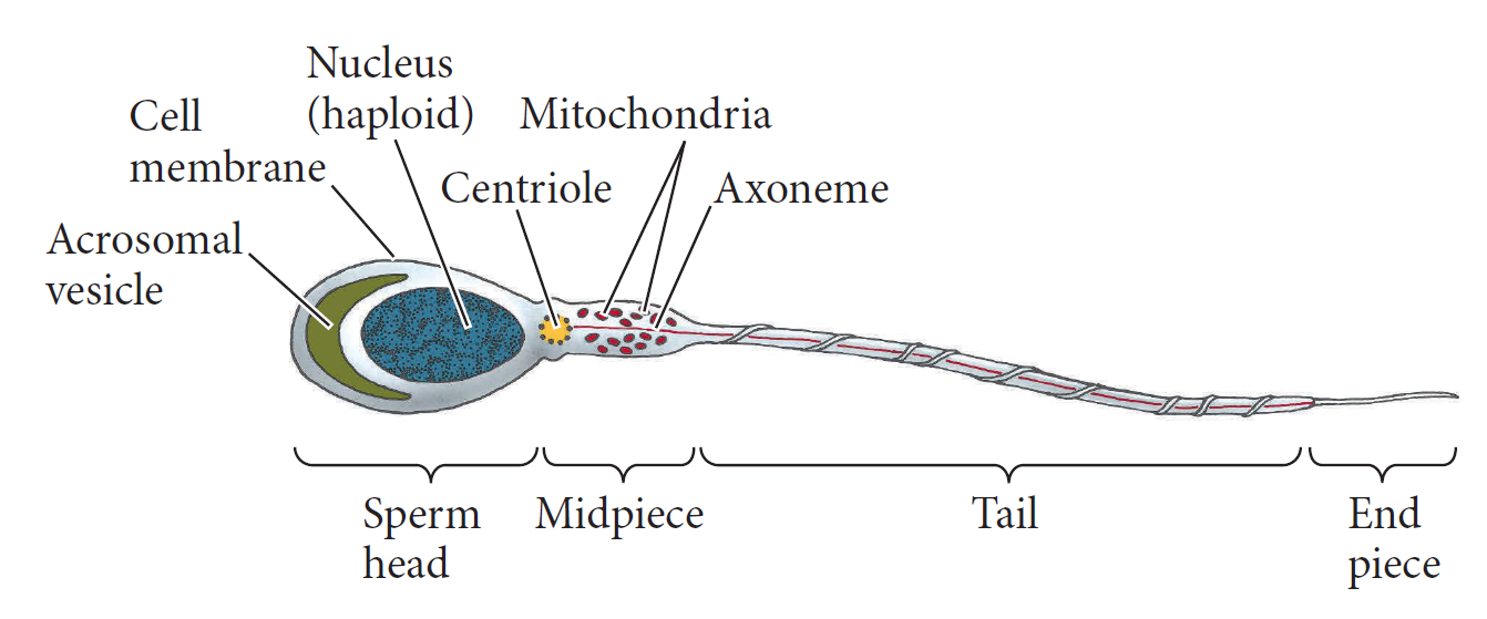 Structure of Mammalian Sperm