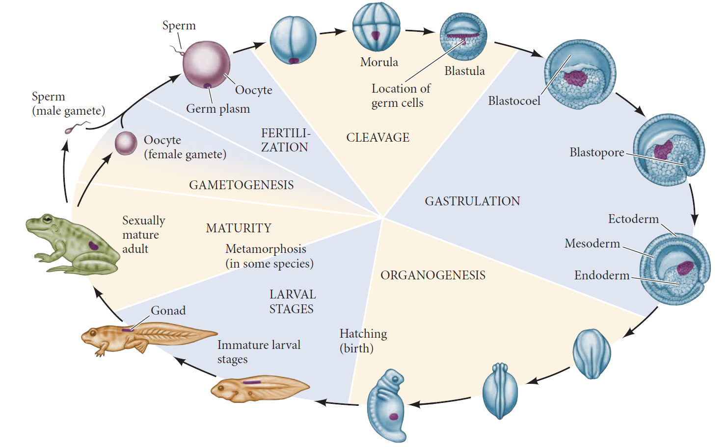 The Cycle of Life in Frogs