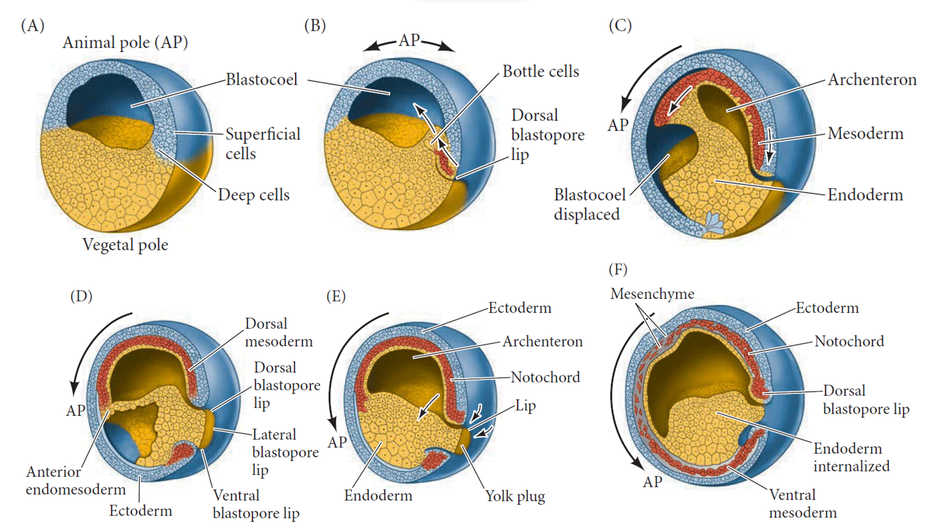 Gastrulation: The Foundation of Life