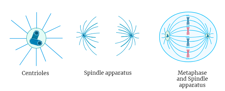 Centrioles : Structure and Function