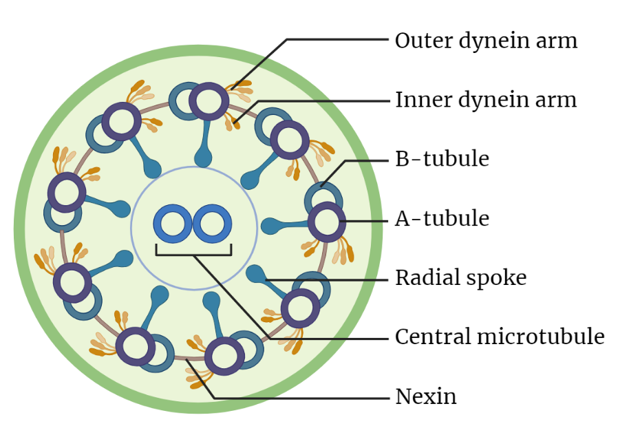 Microtubular arrangement