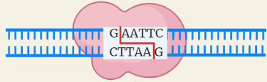 Restriction Endonucleases