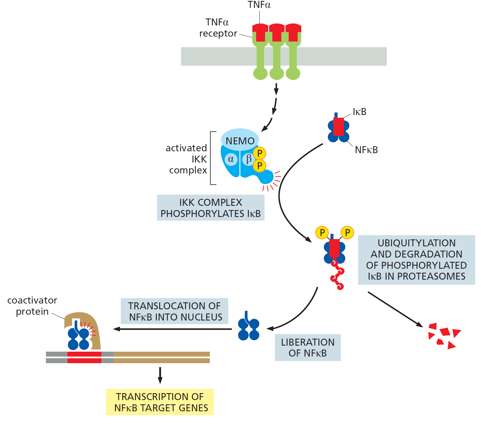 NFκB Signaling Pathway