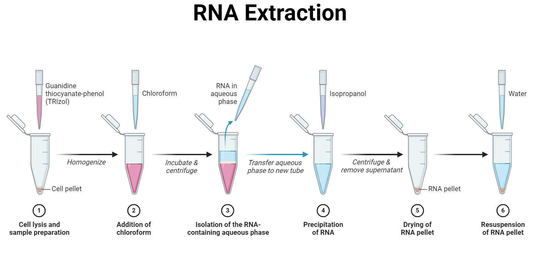 Isolation and Purification of RNA