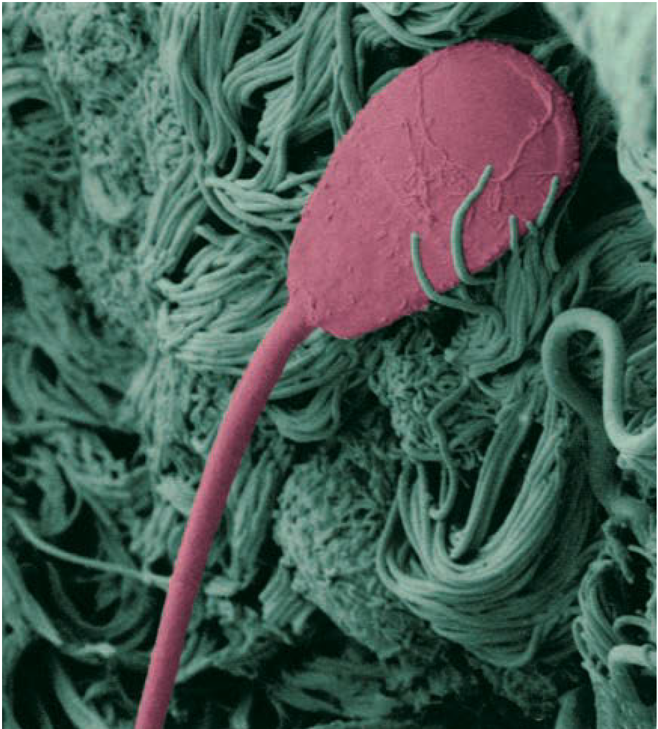 Sensing Mechanisms Near the Oocyte