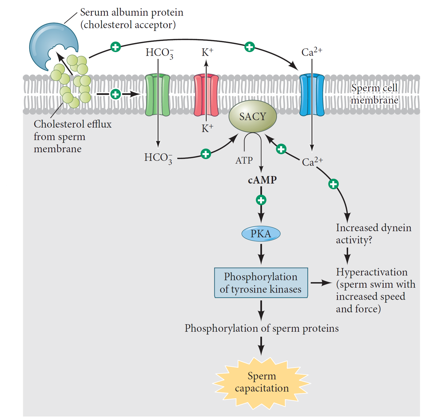 Mammalian Fertilization: Capacitation