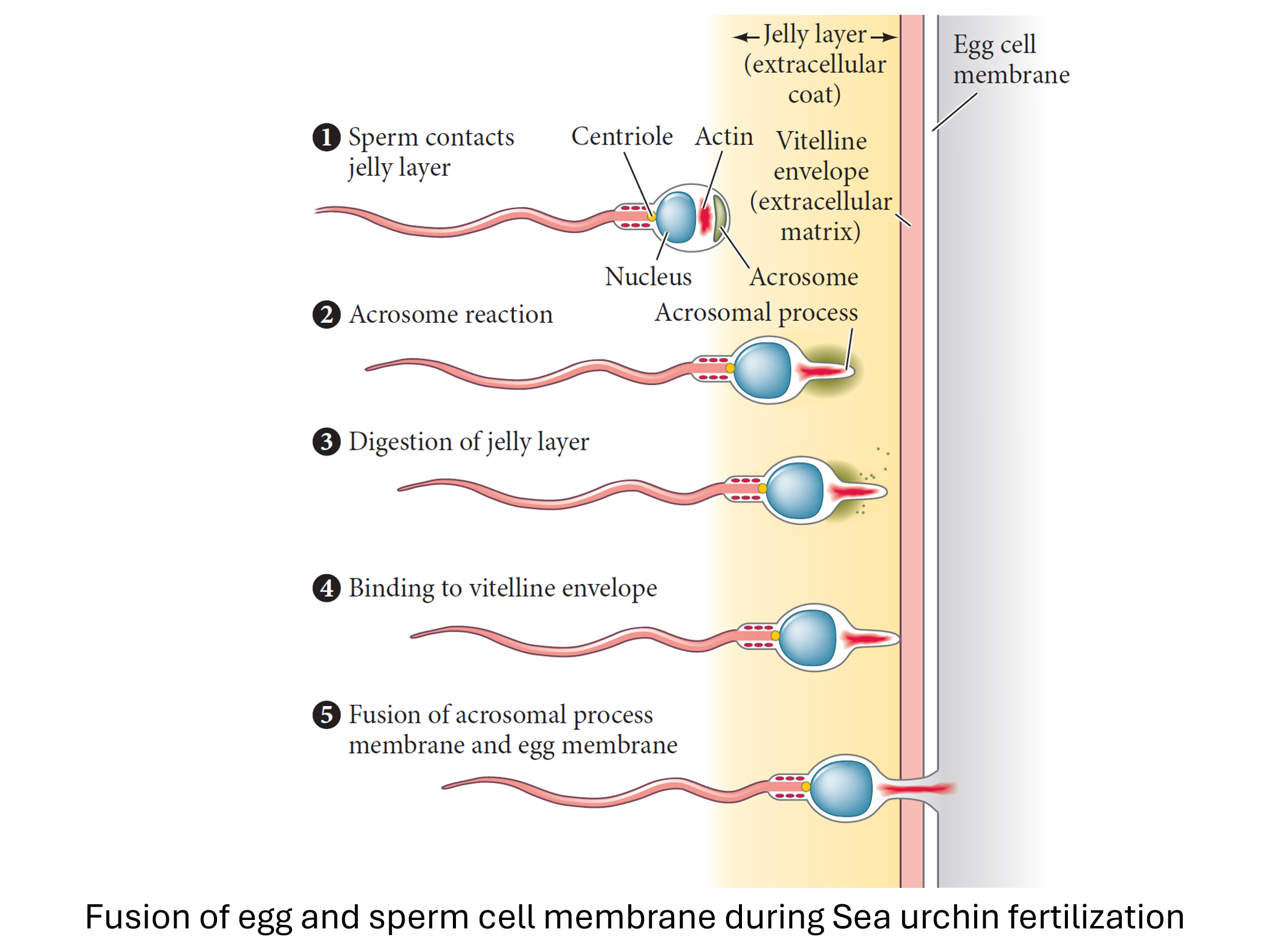 Fertilization