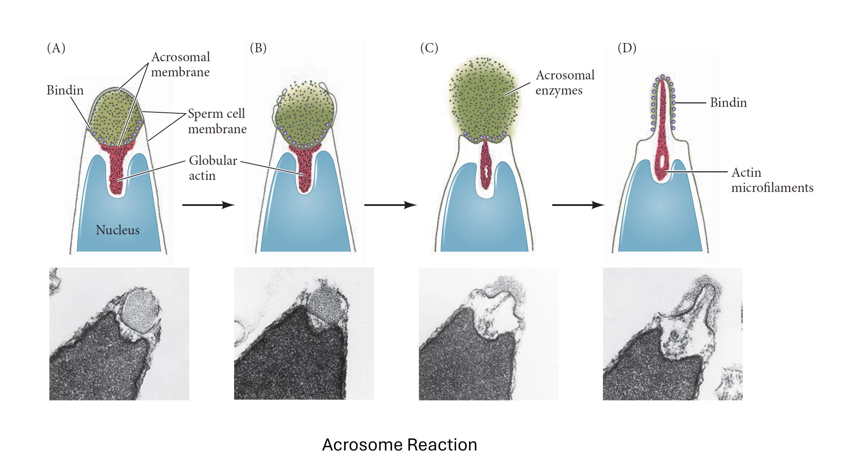 Acrosome Reaction