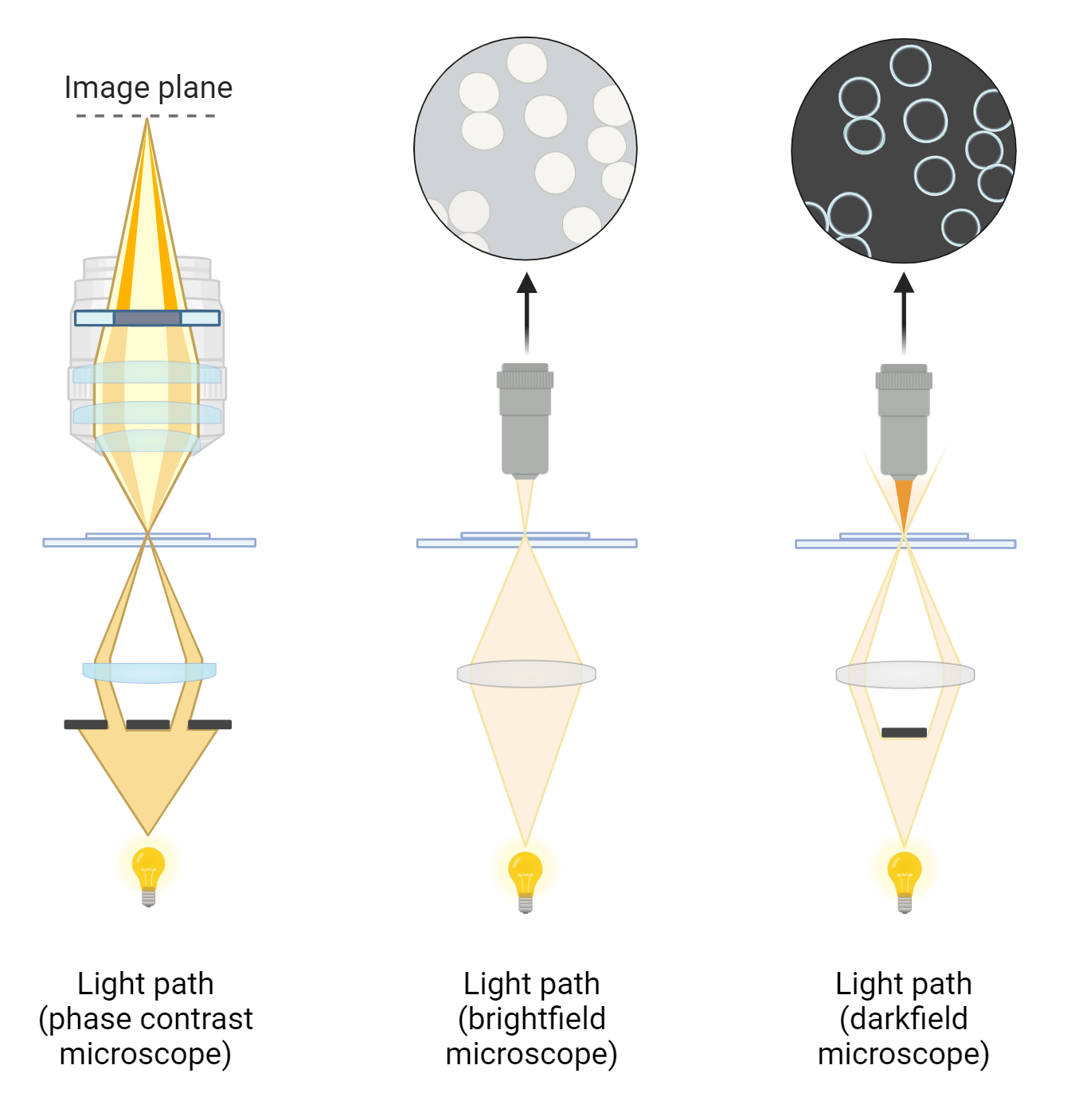 Microscopy