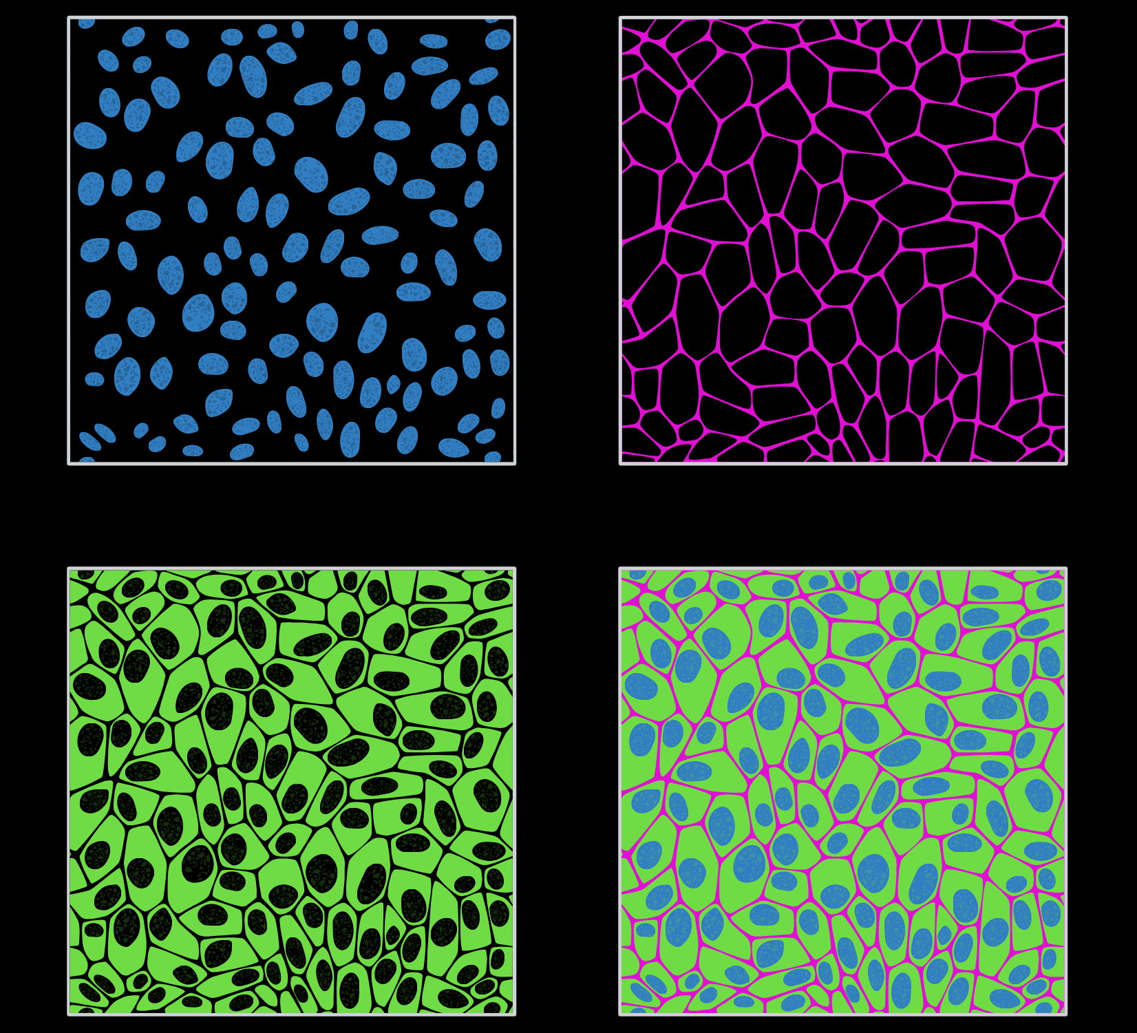 Fluorescence Microscopy