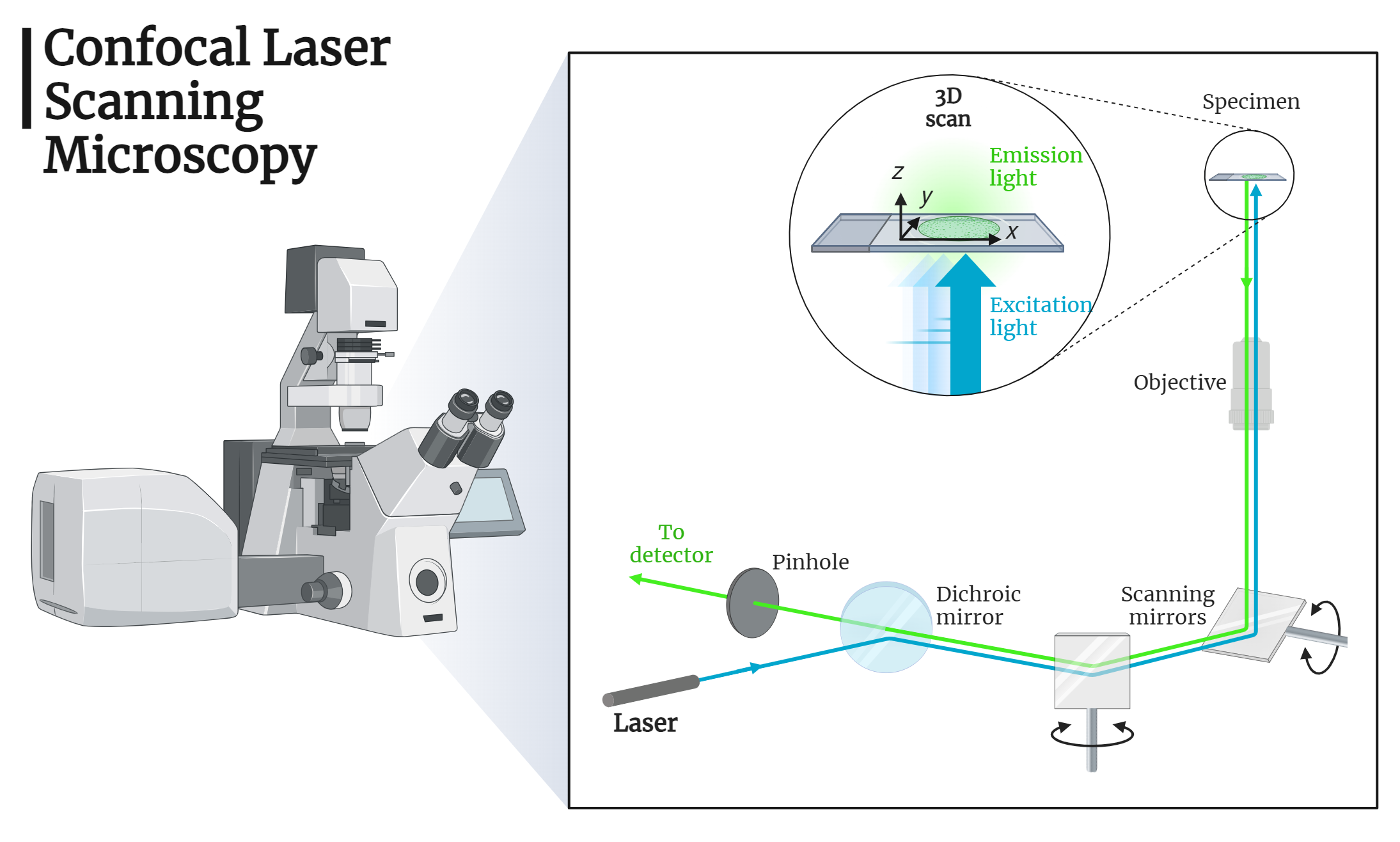 CLSM -Confocal Laser Scanning Microscopy