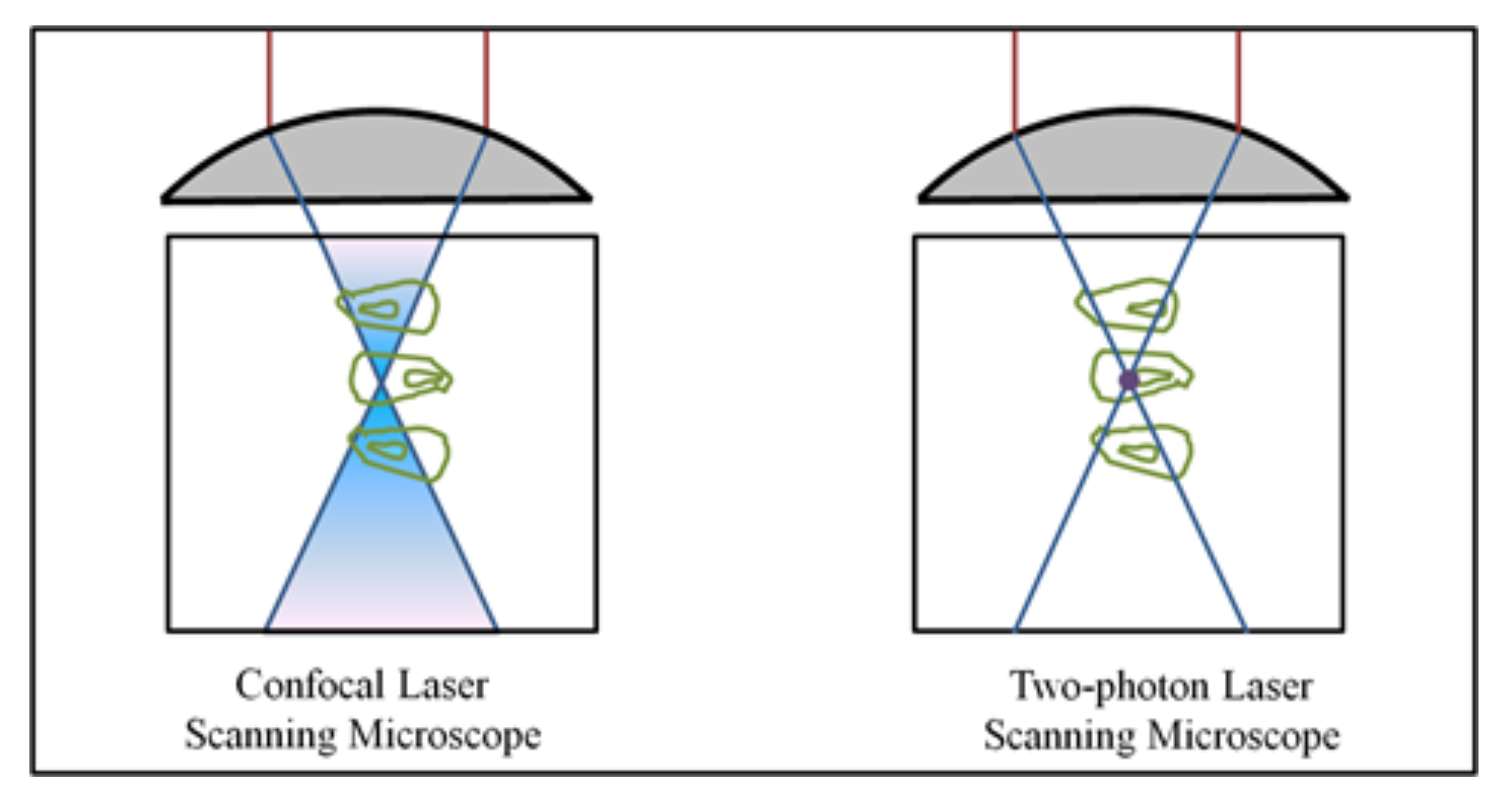 Multiphoton Laser Scanning Microscopy