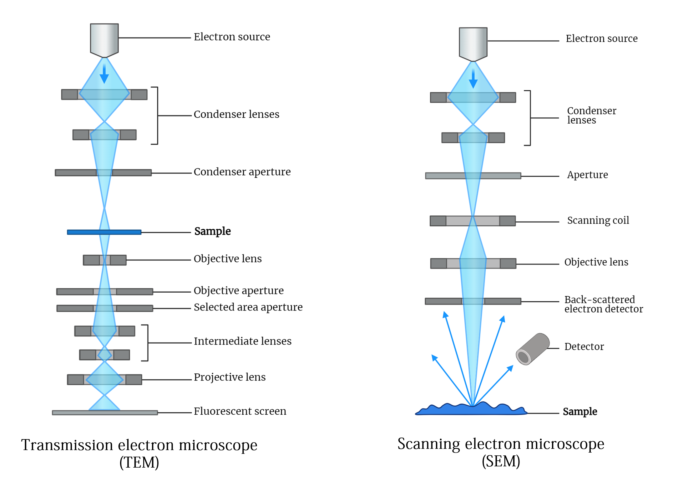 electron microscopy