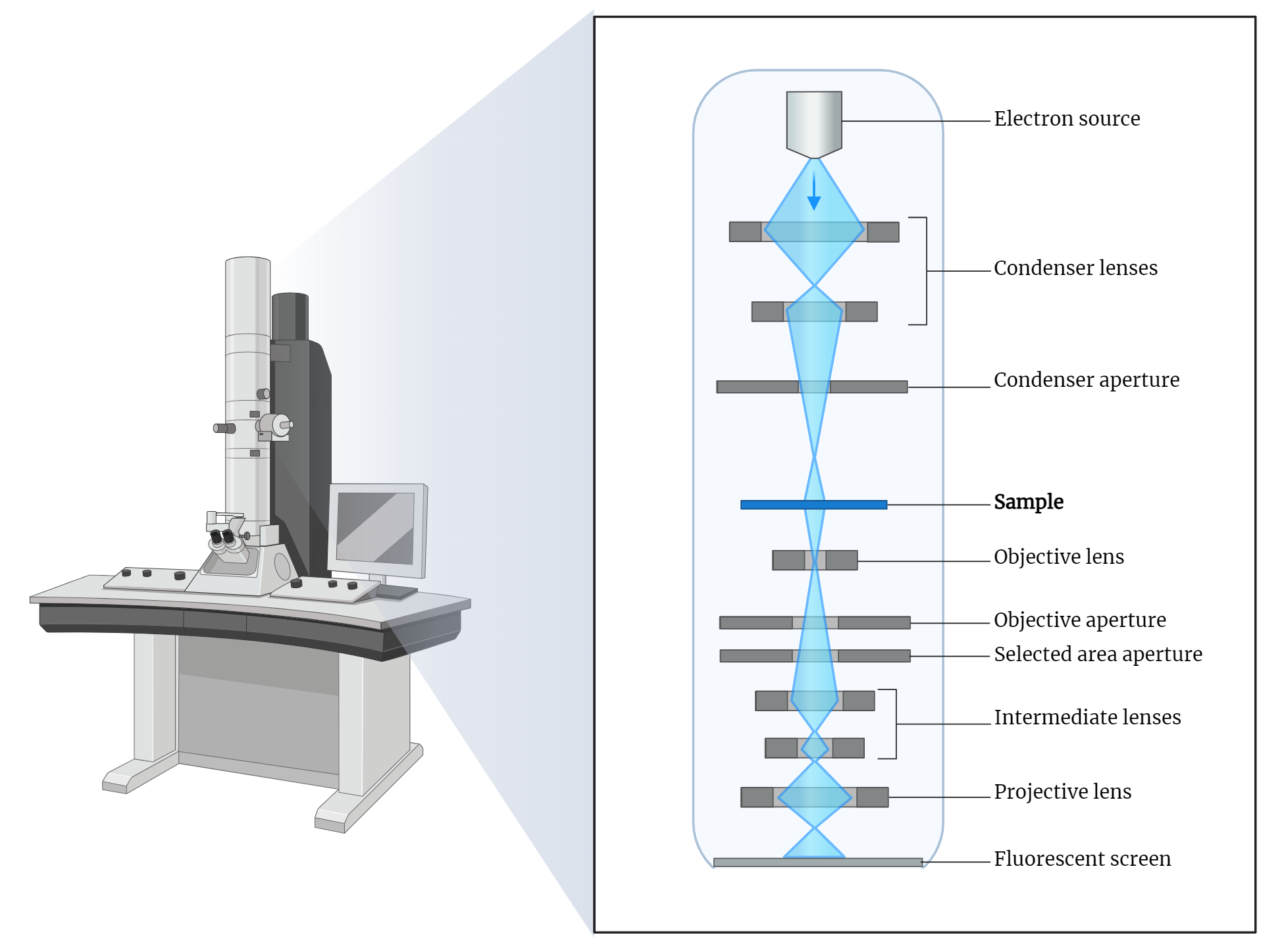 Transmission Electron Microscope (TEM)