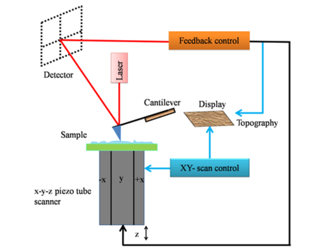 Atomic Force Microscopy